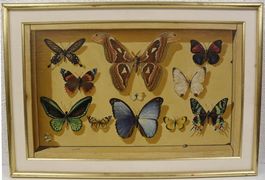 CASSERINI Fausto. OEL, Trompe lOeil  Motiv: SCHMETTERLINGE