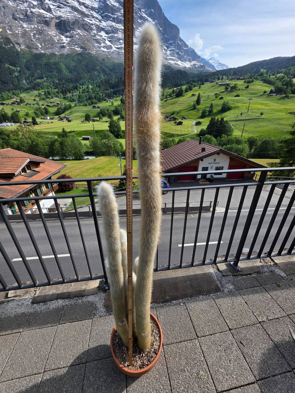 Piante & sementi: schöner grosser Kaktus – Usato da Grindelwald venduto da LeonhardG 2