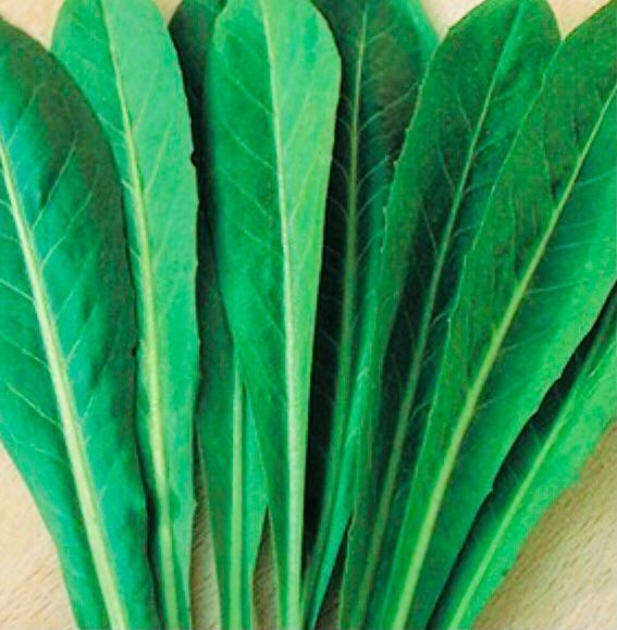 Pflanzen & Samen: Schmalblättrige Zichorie SPADONA 100 Samen – Neu und originalverpackt aus Rovio von POSITIFFARTandPLANTS 2