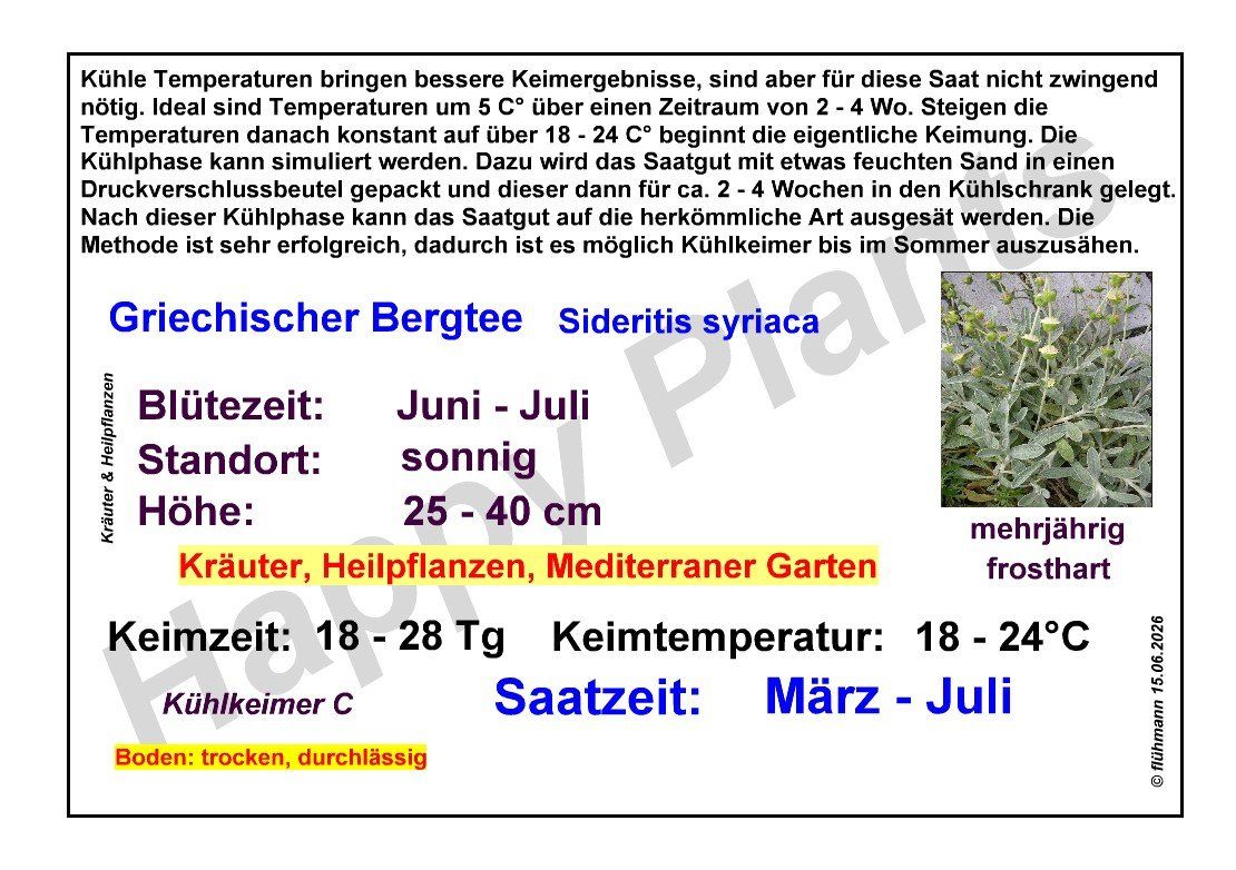 Pflanzen & Samen: Griechischer Bergtee - Sideritis syriaca - 60 Samen – Neu und originalverpackt aus Sumiswald von Cham14558 3