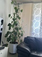 Monstera Pflanze mit Rankhilfe weisser Topf gross