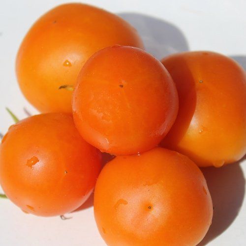 Piante & sementi: Zlatava Bio - Salattomate - 30 Samen – Nuovo e nell'imballaggio originale da Sumiswald venduto da Cham14559 1