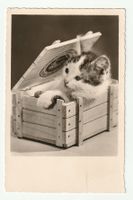 Vintage Postkarte 1930, Süsses Kätzchen in einer Holzkiste