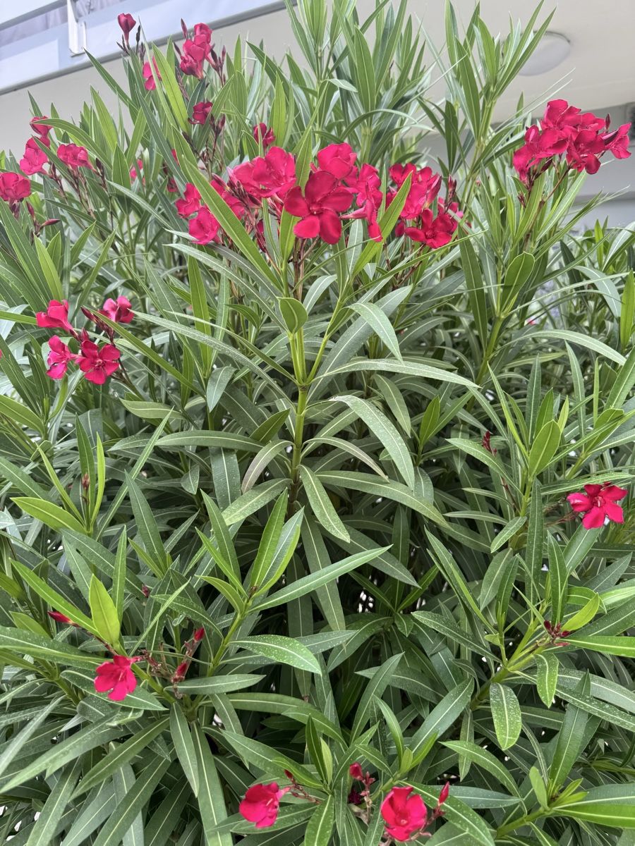 Plantes & graines: Kräftiger Oleander Fuchsia  – D'occasion à Zäziwil par kuez3532