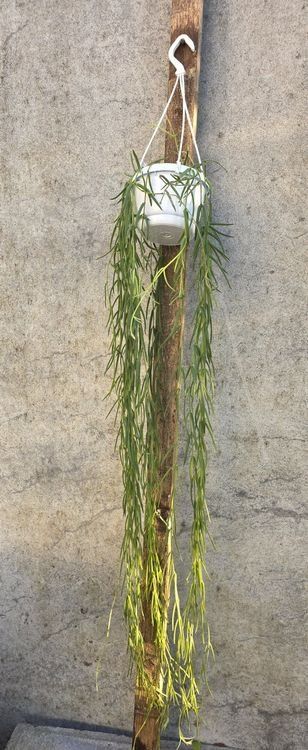 Pflanzen & Samen: Hoya linearis – Gebraucht aus St.Erhard von Plumilandschweiz 2
