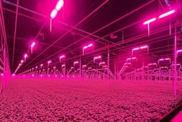 Système d'éclairage LED pour serre, état occasion (40x REDT)