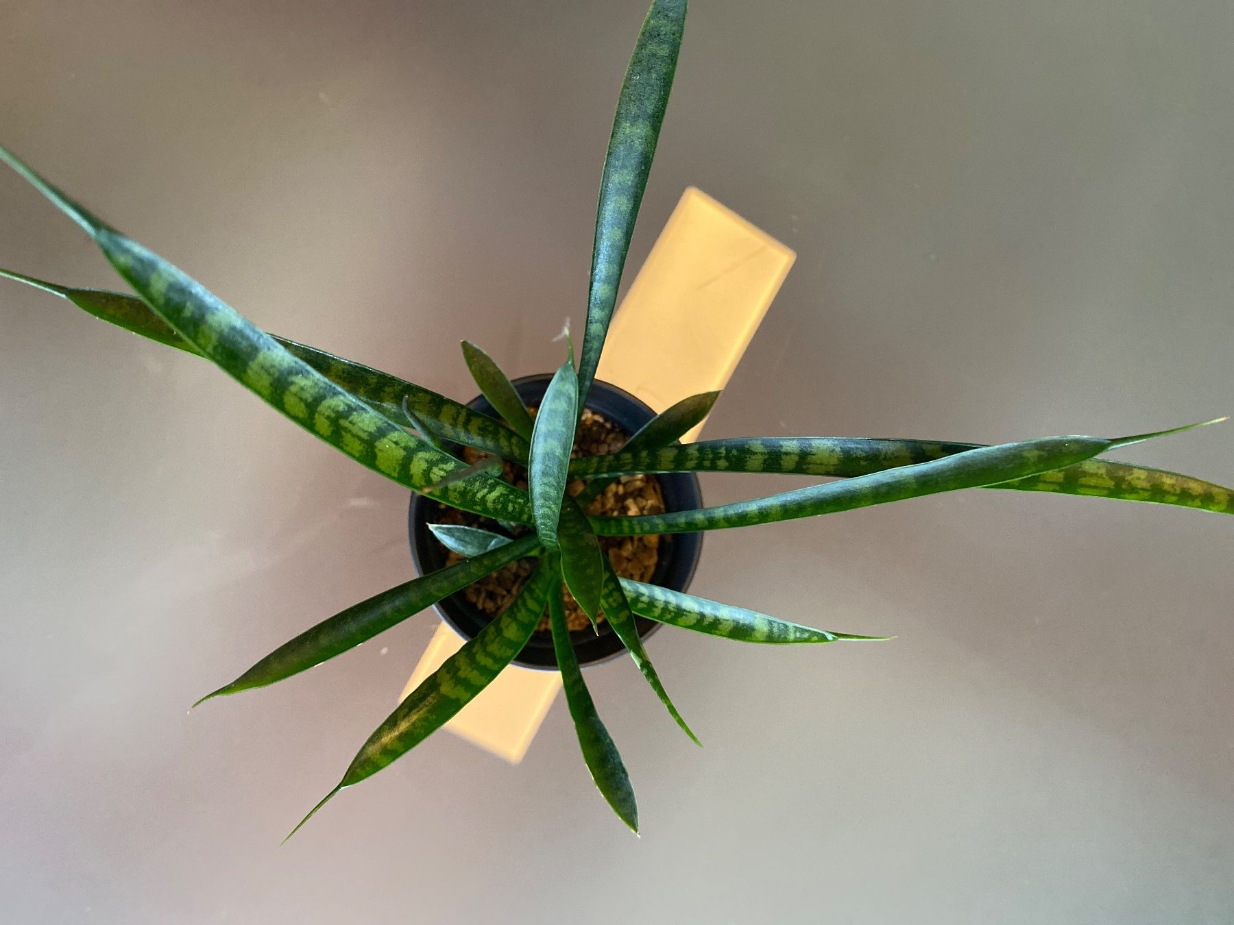 Plantes & graines: Sansevieria 'Friends' – D'occasion à Affoltern am Albis par Michi_1414 2