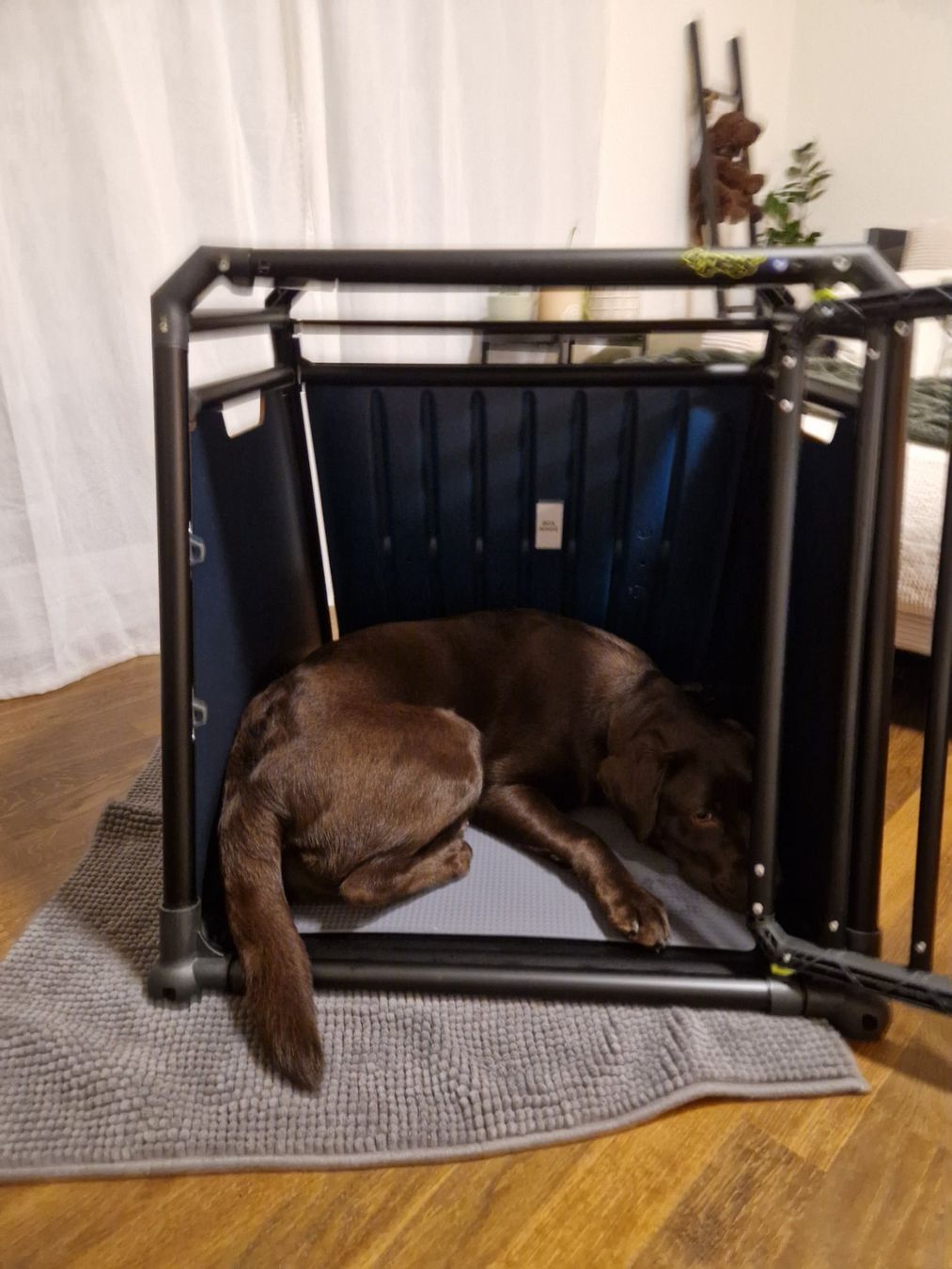 4pets Käfige, Transport & Sicherheit: 4pets pro noir 3 S – Neu und originalverpackt aus Herisau von ani_l7xc 1