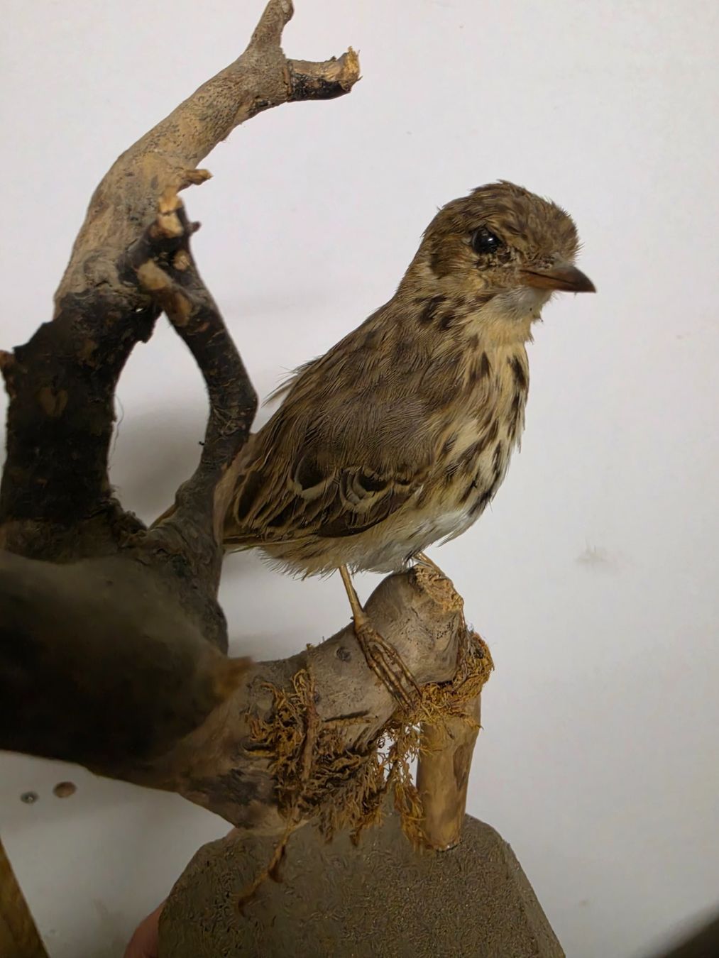 Il mondo degli animali: Präparat Baumpieper – Usato da Oberrindal venduto da Ketupu