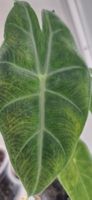 🤩Alocasia Nairobi Nights Variegata Rhizom 
