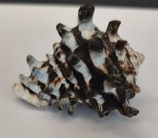 Dekorative Muschel, seltenes Sammlerstück aus dem Meer
