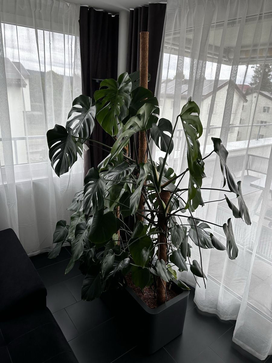 Plantes & graines: Monstera – D'occasion à Wallisellen par ara_x5m5 1