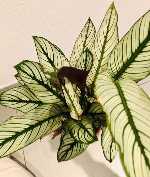XL 60cm ZIERPFLANZE Calathea White Star Kaufen auf Ricardo