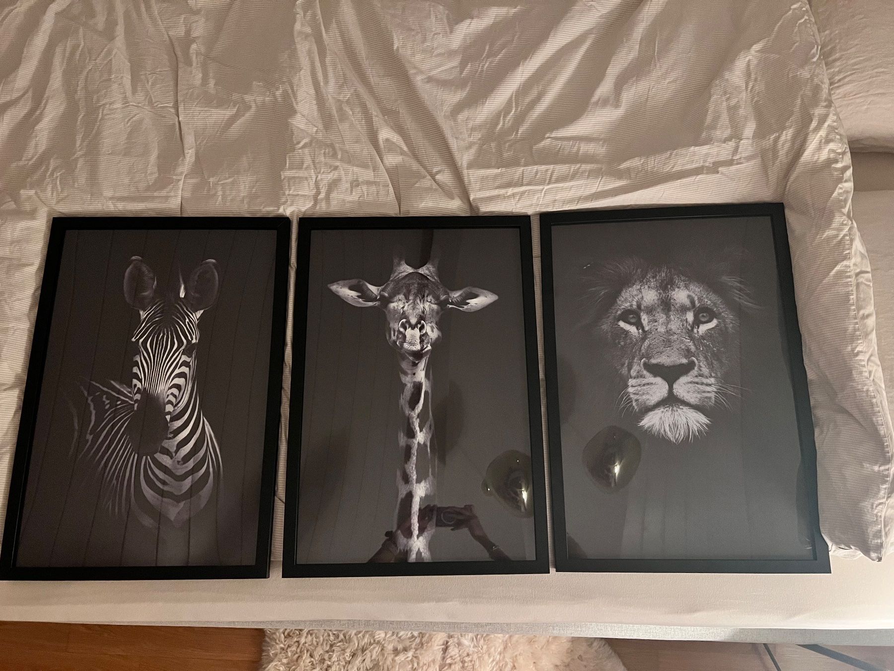 Foto & Immagini: 3 Tierportraits exkl. Rahmen – Nuovo (secondo la descrizione) da Zürich venduto da Verkaeufer12345