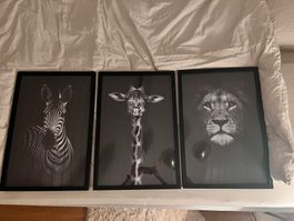 3 Tierportraits exkl. Rahmen