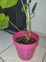 Monstera Zimmerpflanze im Topf, pflegeleicht & grün! (54)