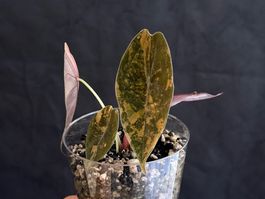 Alocasia Sedenii Aurea nr.2