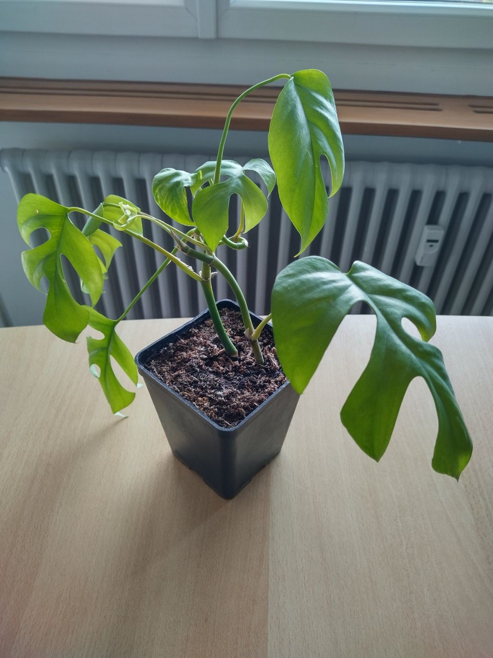 Piante & sementi: Monstera Zimmerpflanze – Usato da Jona venduto da Argus36