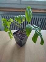 Monstera Zimmerpflanze