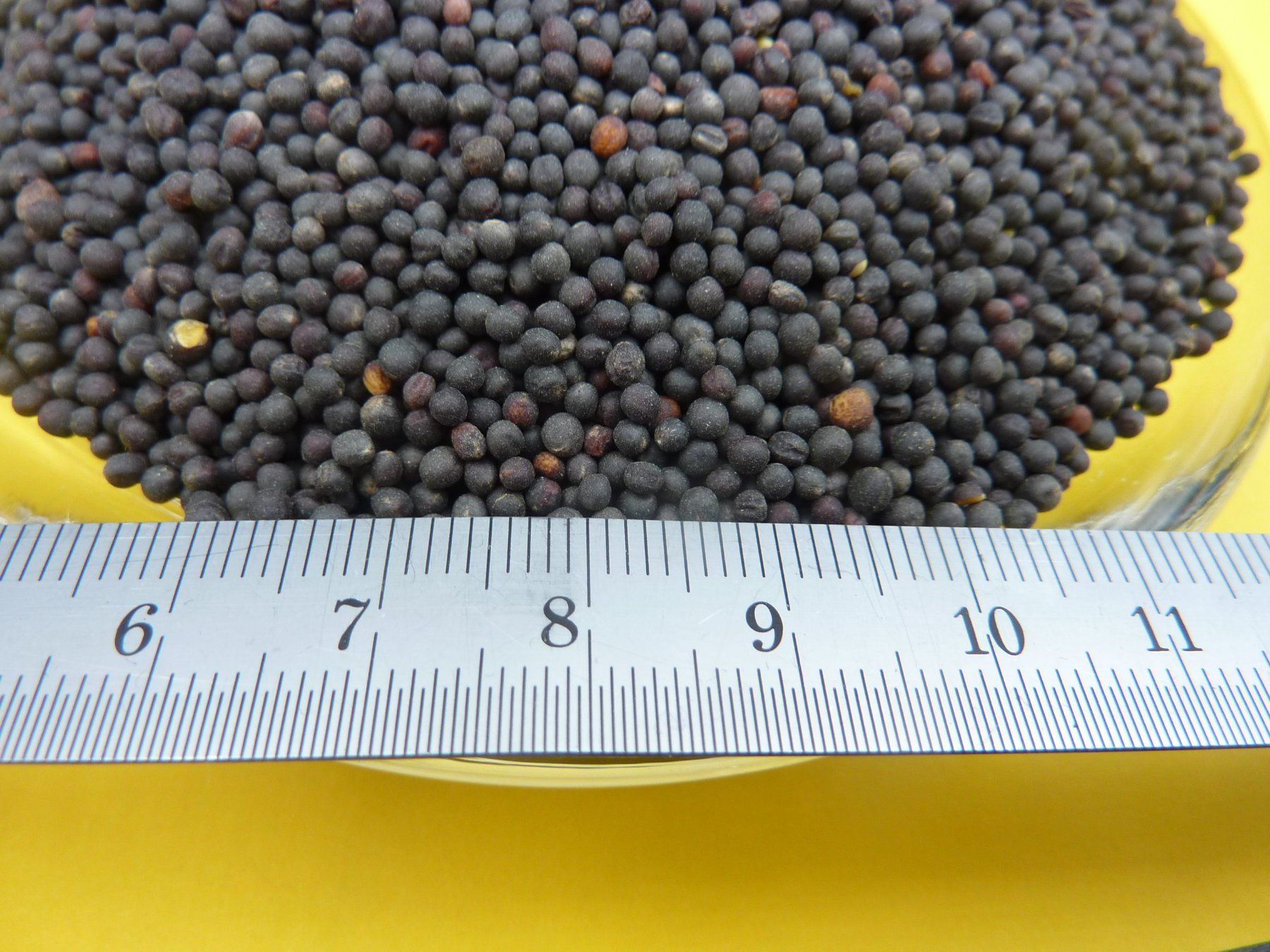Piante & sementi: 1kg Rapssamen gereinigt – Nuovo e nell'imballaggio originale da Lömmenschwil venduto da ritalin01 1