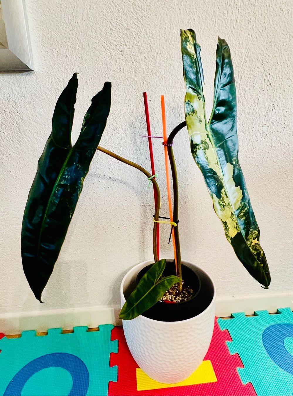 Piante & sementi: Philodendron Billietiae variegated – Usato da Zofingen venduto da Erfolg1957 2