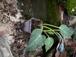 Hosta blue cadet