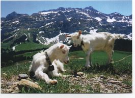 APPENZELLERLAND Sennisch - Ziegen - Säntis