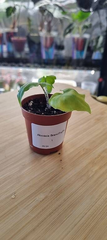 Piante & sementi: Alocasia Brancifolia – Nuovo e nell'imballaggio originale da Wallenwil venduto da LadyLeaf_Ellis1