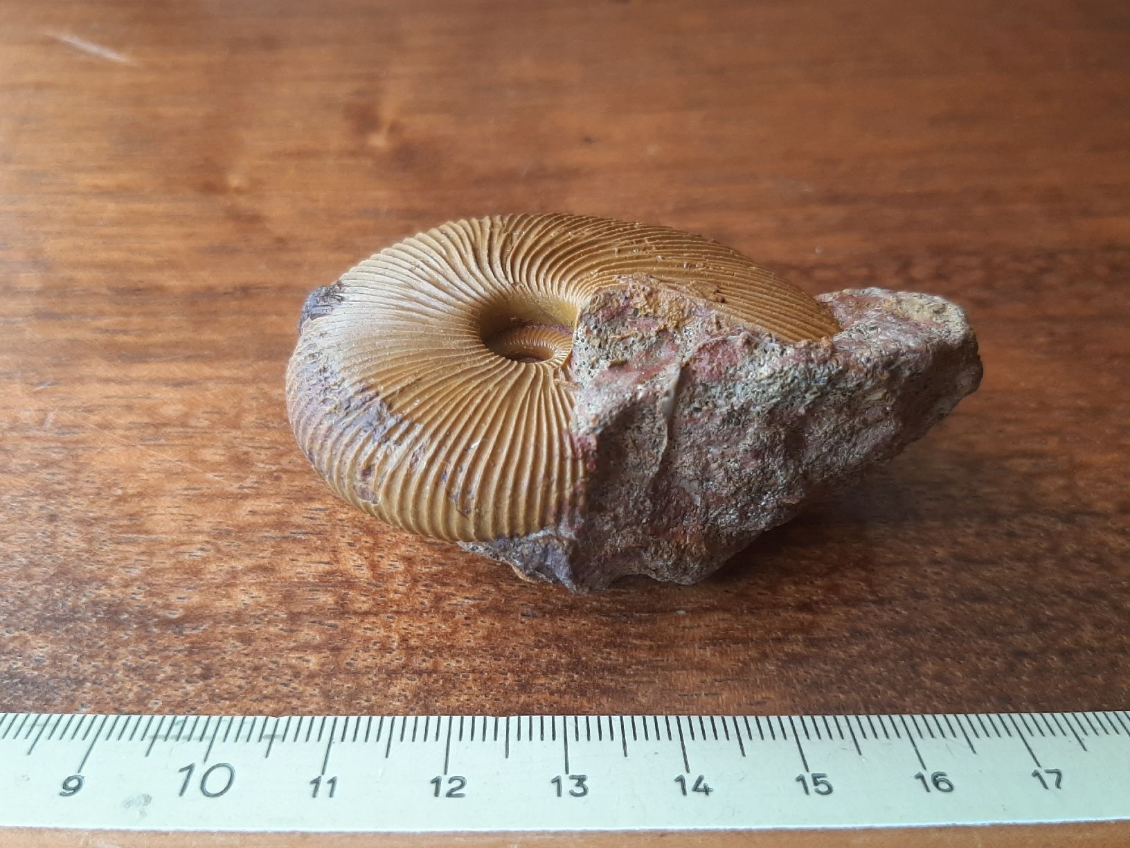 Fossilien: Ammonit aus Anwil BL – Gebraucht aus Rickenbach BL von Oktober68 1