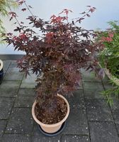 Japanischer Ahorn  palmatum, skeeters Broom