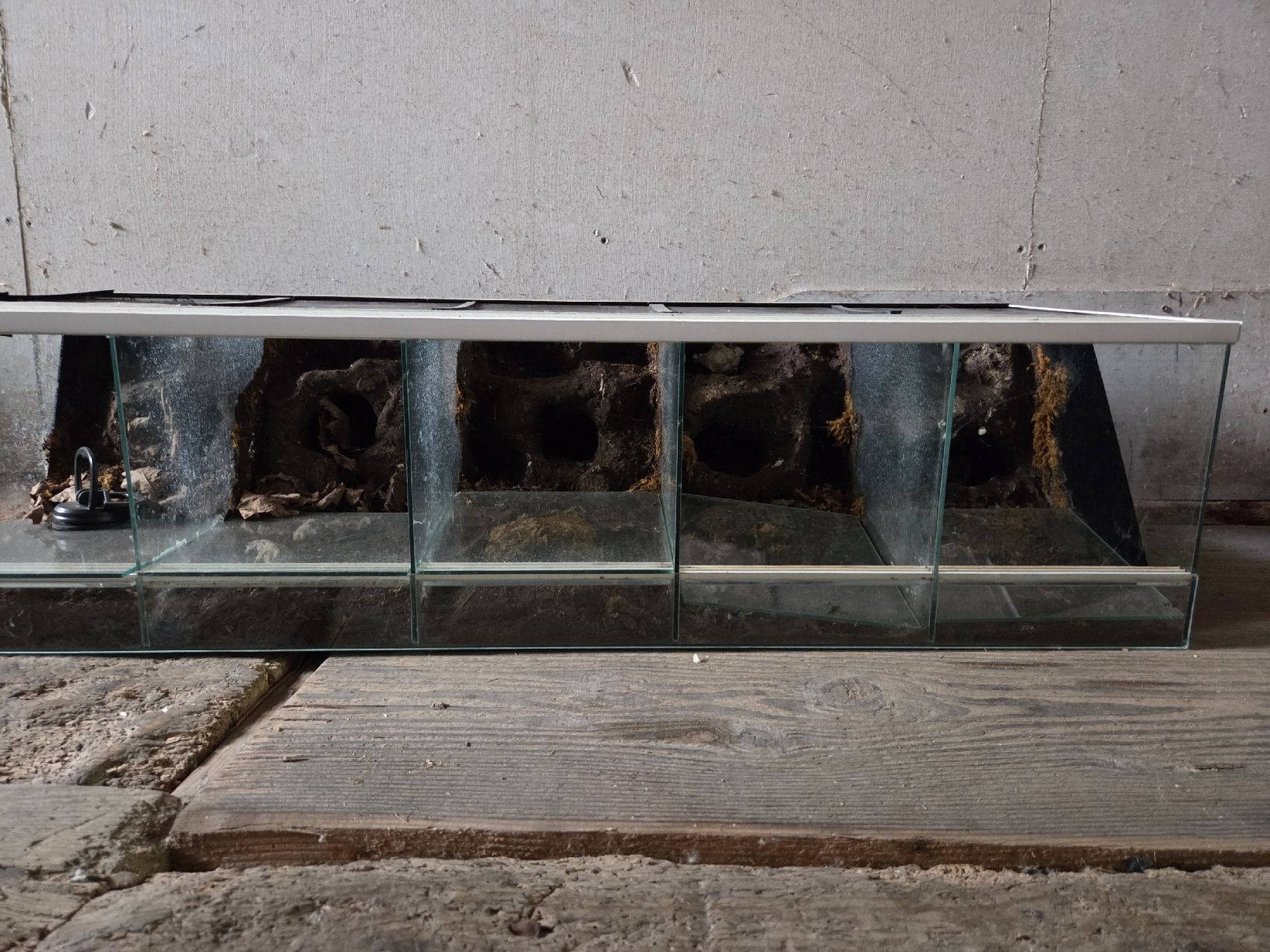Terrariums: Terrarium – D'occasion à Buchs SG par ger_nqq2