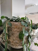 Hoya nummularioides im Topf, pflegeleicht für den Frühling