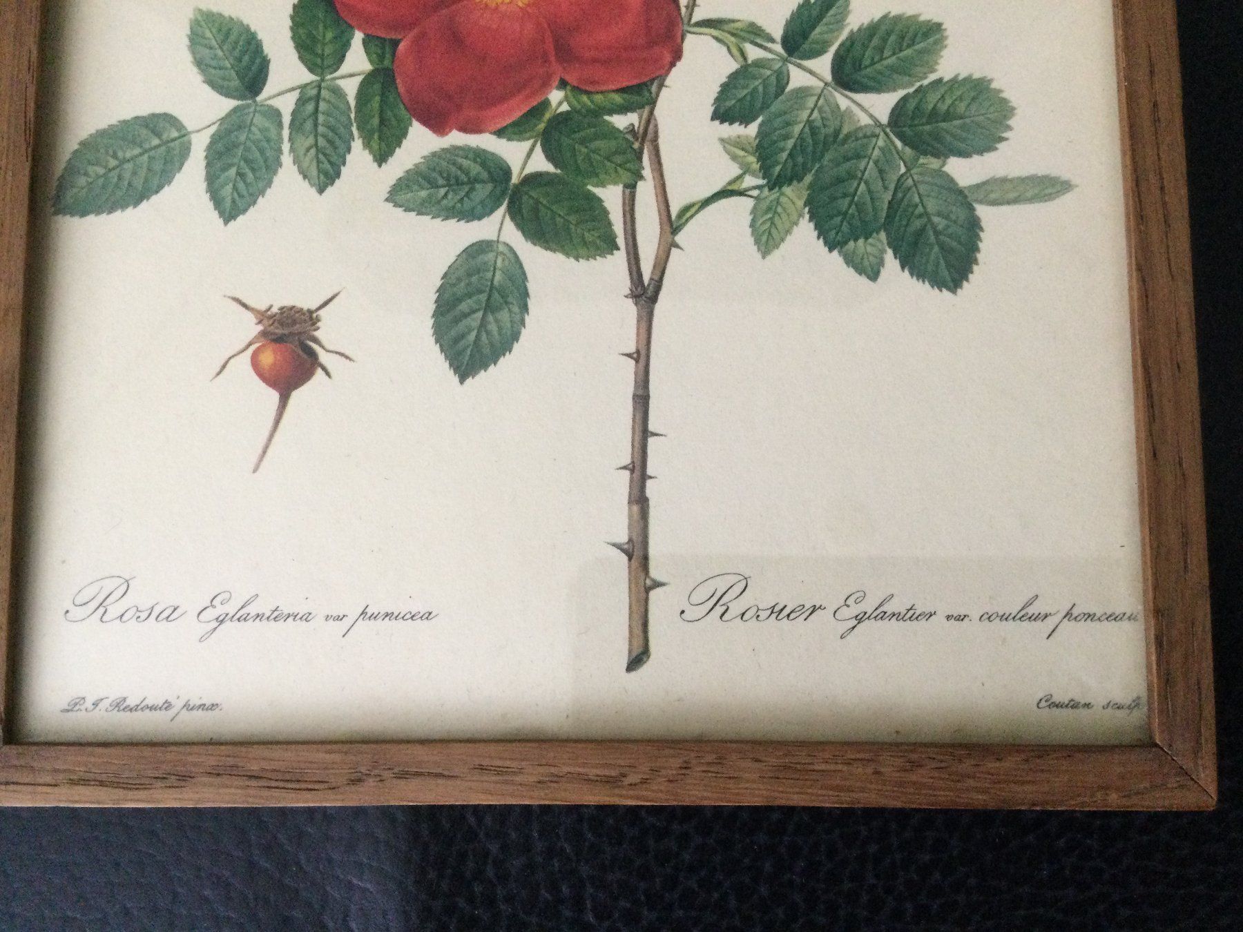 Grafica & Litografie: P.J. Redouté: Rosa Eglanteria var. punicea – Usato da Luzern venduto da Einh0rn 1