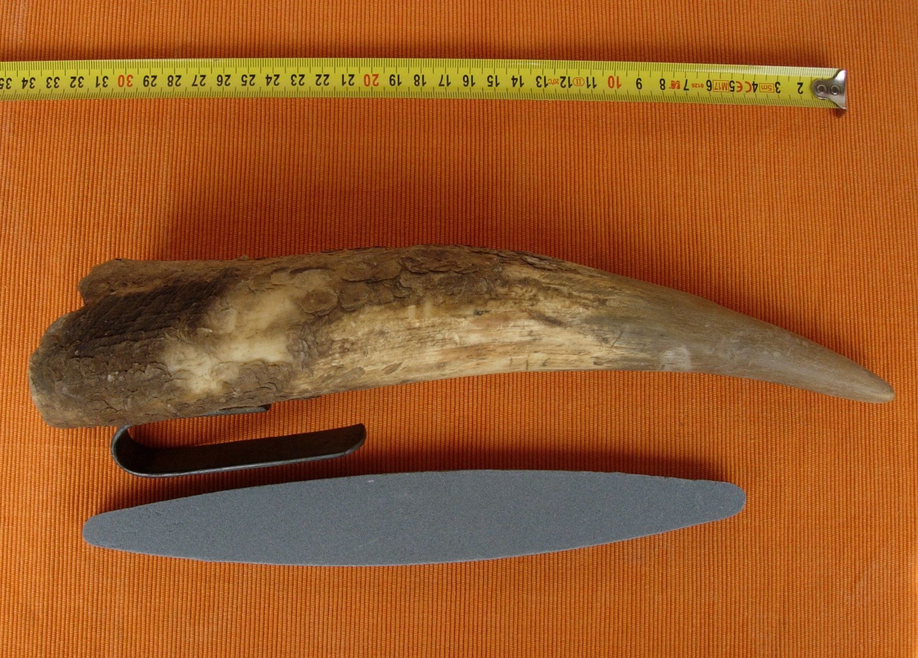 Fossili: Horn - Wettsteinfass - alt – Usato da Basel venduto da Grbina64