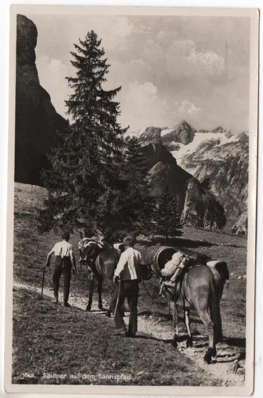 Cartoline postali: SÄUMER auf dem Säntispfad - Führer mit Maultier – Nuovo (secondo la descrizione) da Jona venduto da philajona
