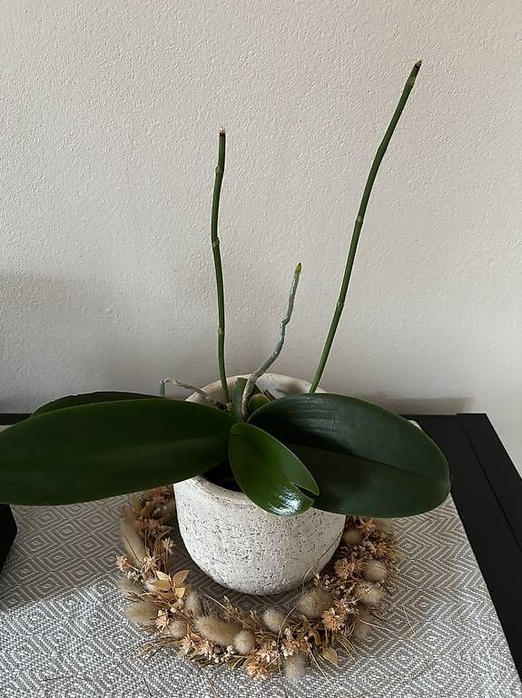 Piante & sementi: Orchidee inkl. Übertopf – Usato da Zizers venduto da L.Berther
