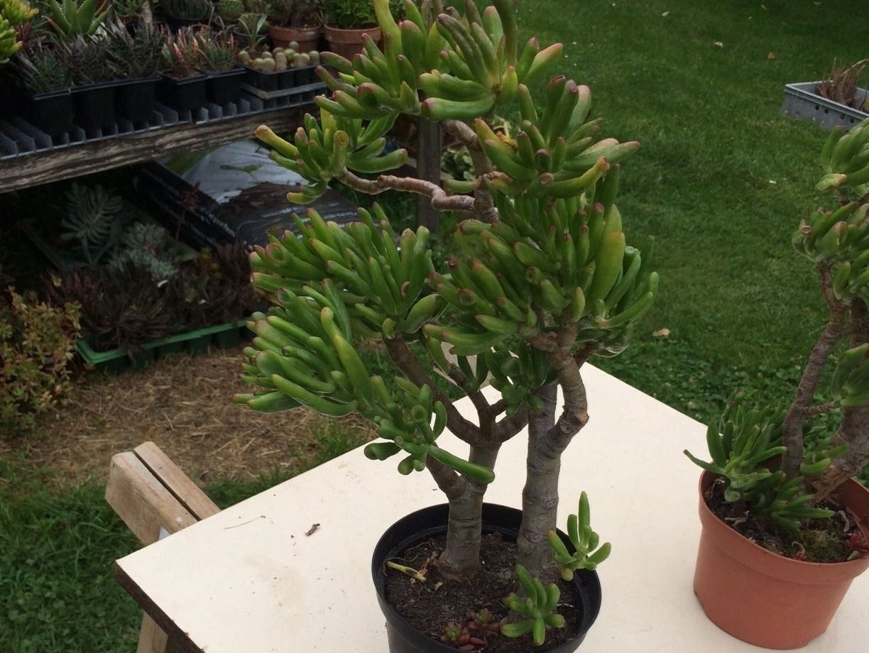 Piante & sementi: Crassula argantea – Usato da Vinelz venduto da Wellensittich55 7