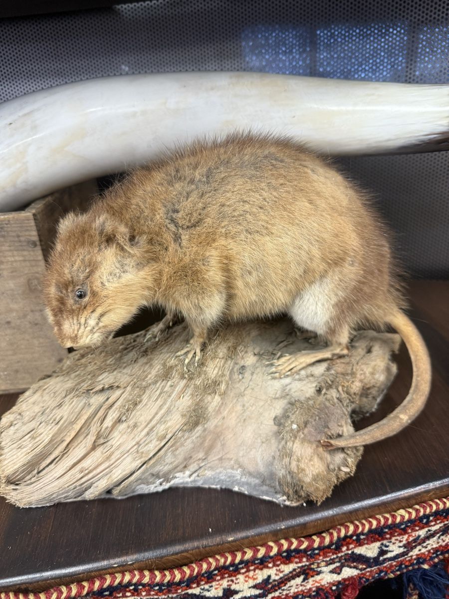Il mondo degli animali: Ausgestopfte Tierarten – Usato da Zuzwil SG venduto da Pomy 7