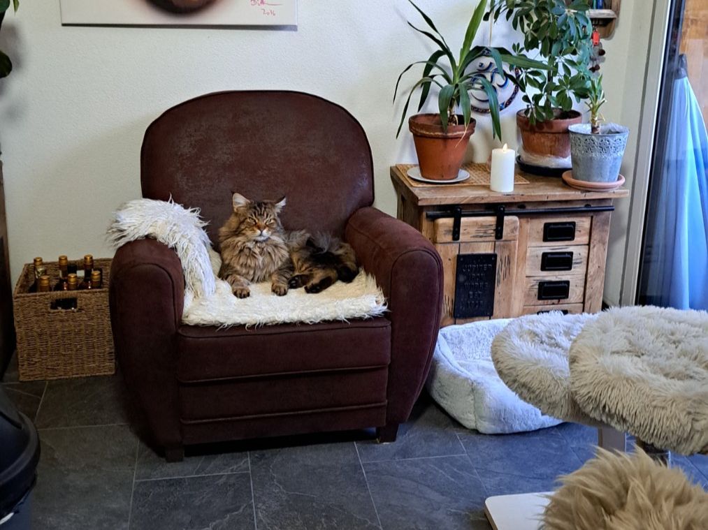 Fauteuils: Designer Sessel – D'occasion à Preles par crazydream
