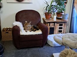 Designer Sessel