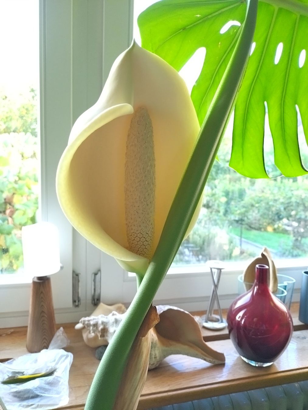 Pflanzen & Samen: Monster Monstera – Gebraucht aus Münchenstein von turteltaub 9