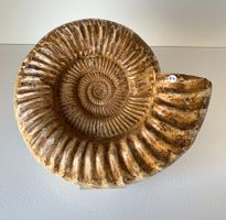 Ammonit - Kranaosphinctes sp. - (22,0 cm) - A-Qualität