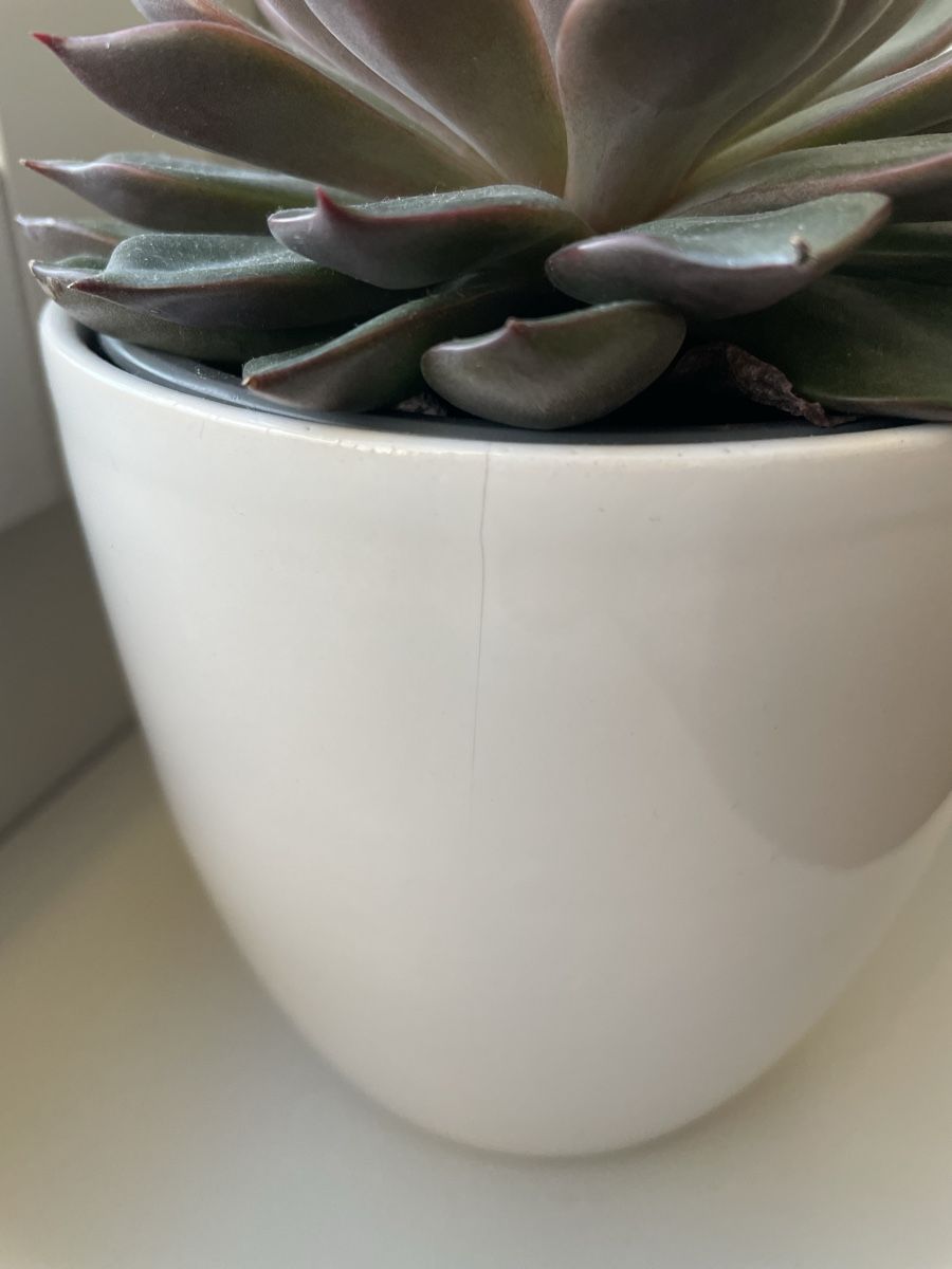 Piante & sementi: Cactus, Echeveria succulent green red leaf  – Usato da Uster venduto da momogarden 5