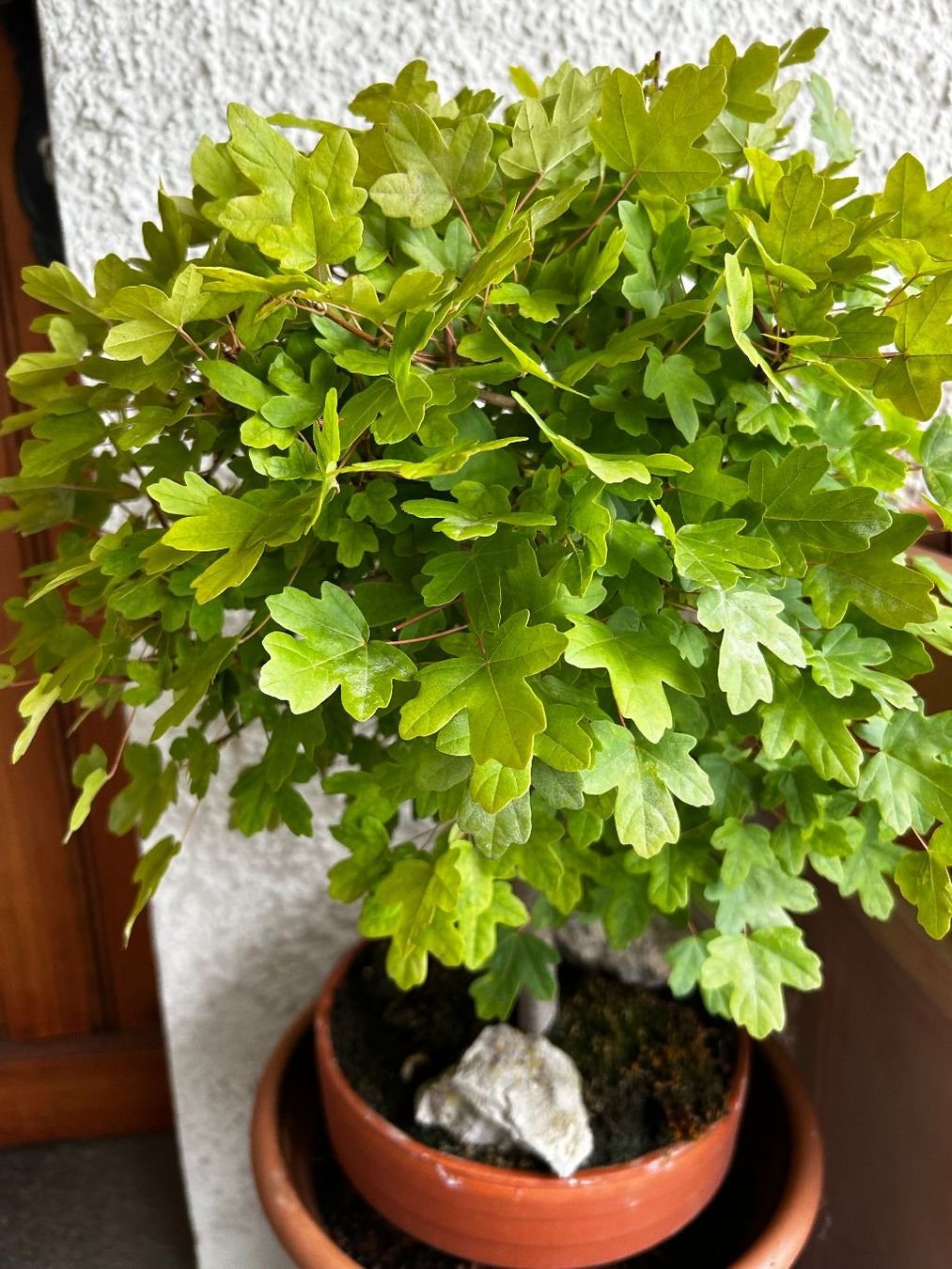 Pflanzen & Samen: Bonsai Feldahorn 18-jährig – Gebraucht aus Egliswil von didiflu 1