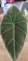 🤩Alocasia Maharani Rhizom 