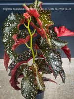 Begonia Maculata Cracklin Rosie - bereits 60x35cm gross
