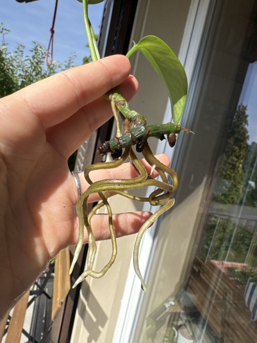 Piante & sementi: Epipremnum Marble Queen Vergrünt – Usato da Villnachern venduto da Lommy 1
