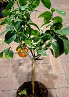 RARE: Orangenbaum" Arcobal " 70 -100 cm von Sizilien. Exotic