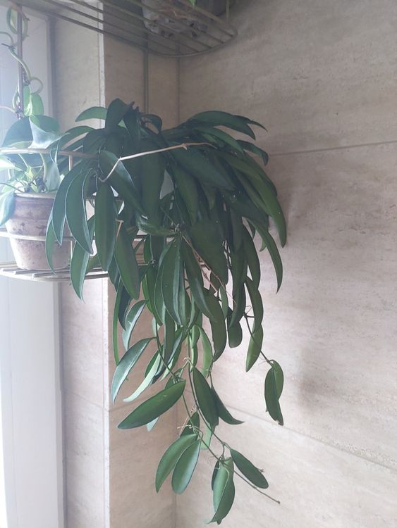 Hoya wayetii ( Ganze Pflanze ) Kaufen auf Ricardo