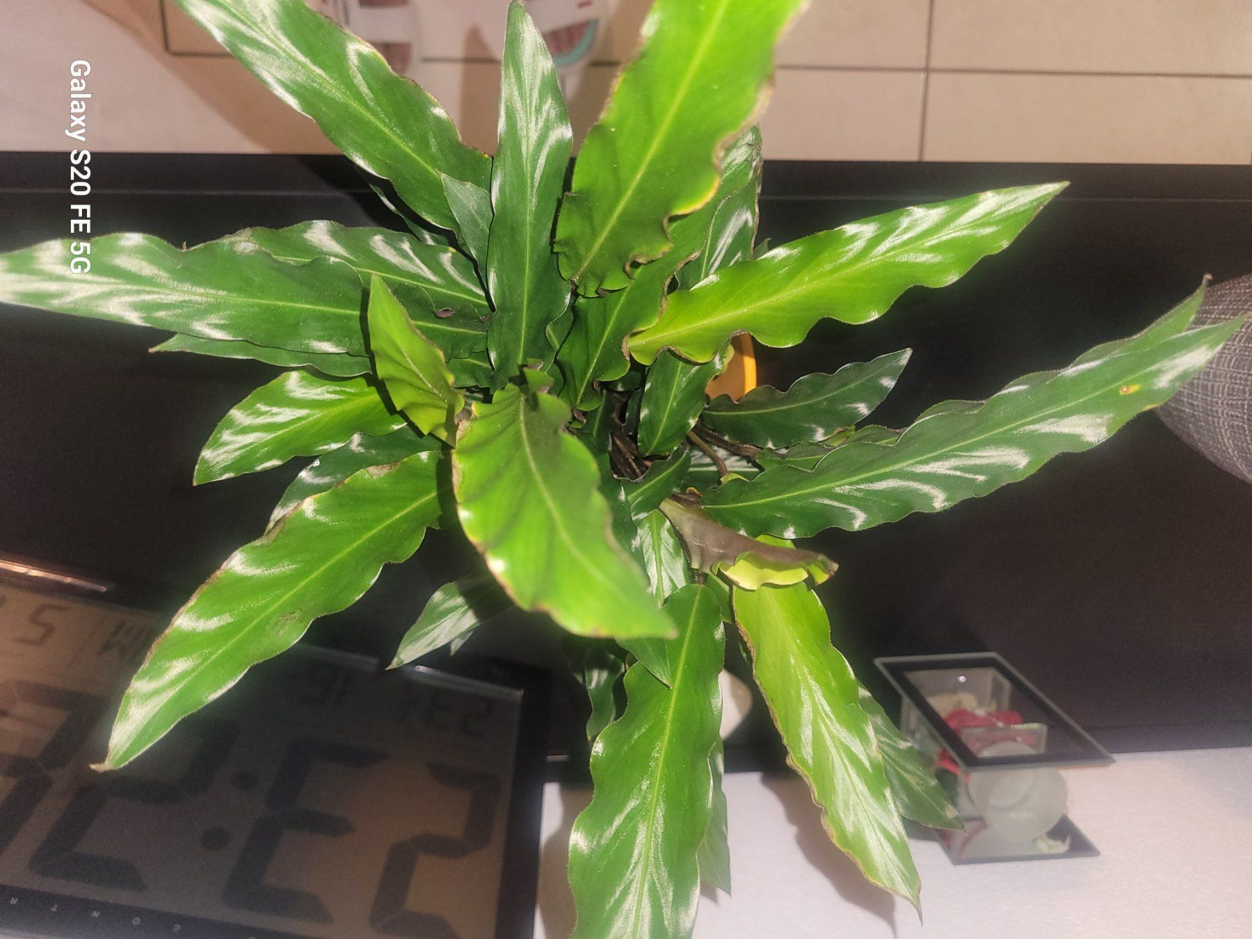 monstera photo Monstera deliciosa albo variegata